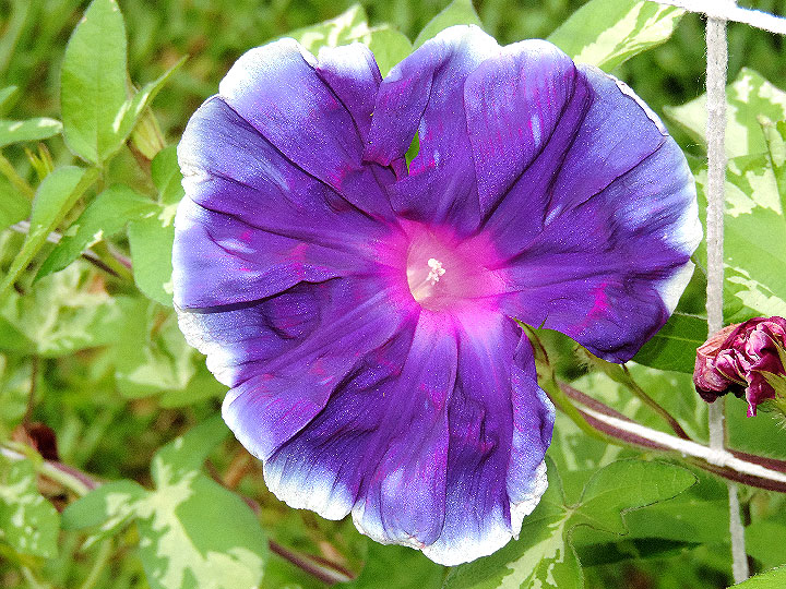 DSCN0946
