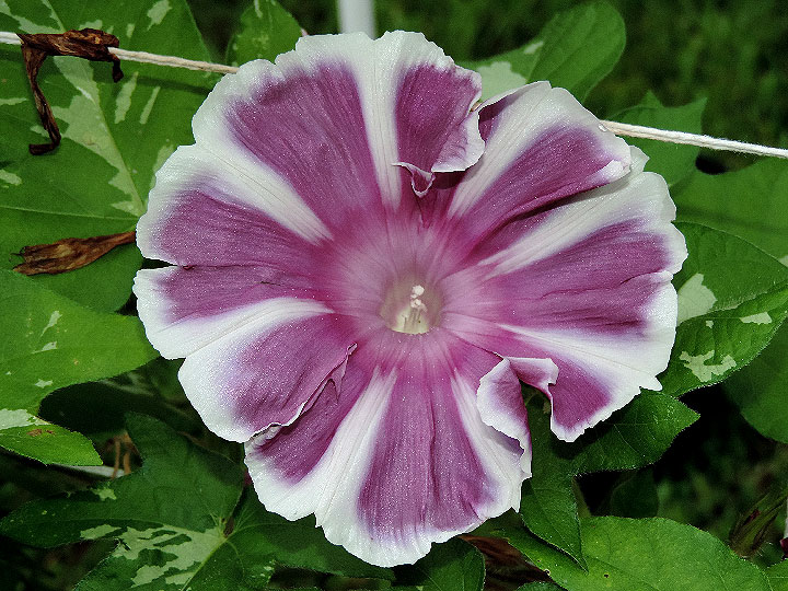 DSCN0976