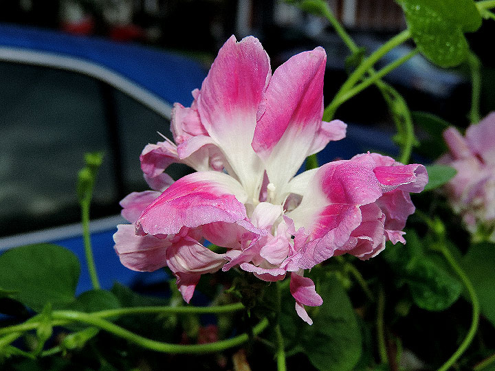 DSCN0995