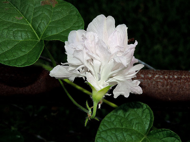 DSCN1004
