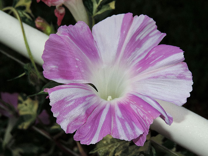 DSCN1068