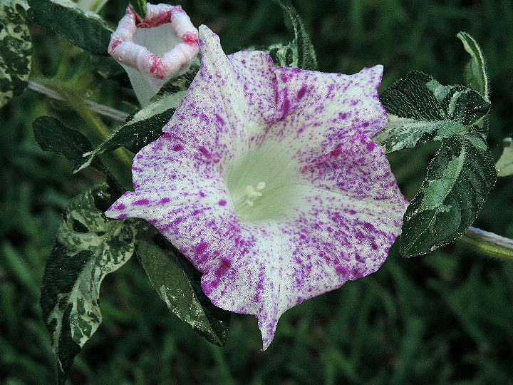 DSCN1138
