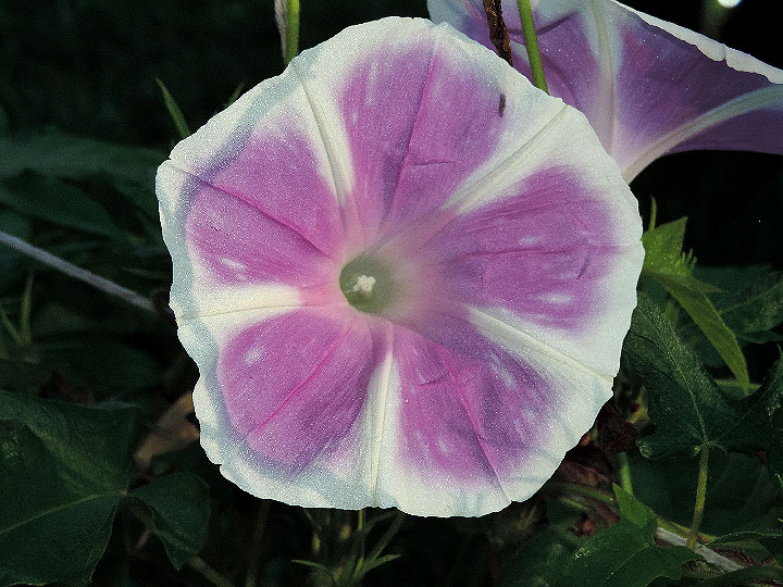 DSCN1168