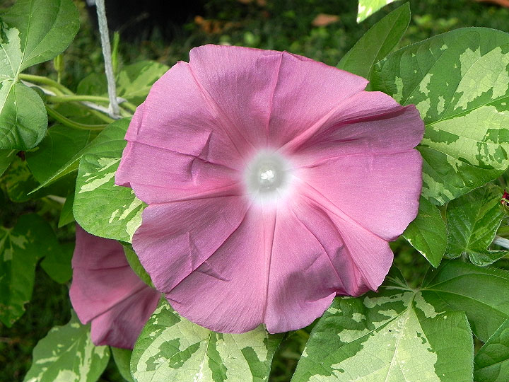 DSCN1187