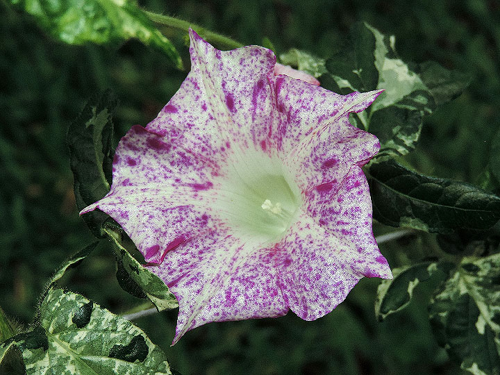 DSCN1307