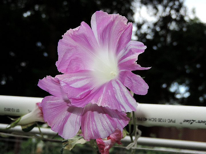 DSCN1384