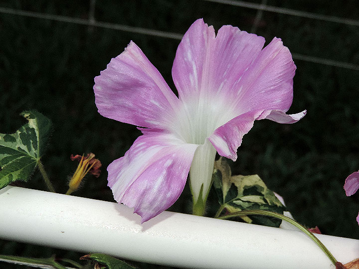 DSCN1385