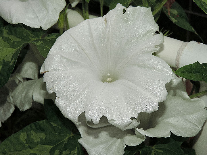 DSCN1403
