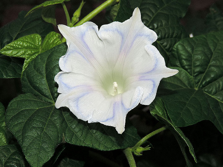 DSCN1404