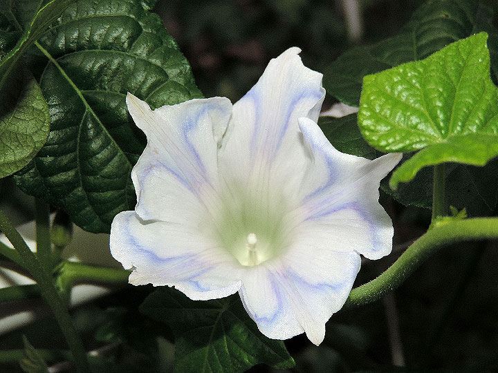 DSCN1405