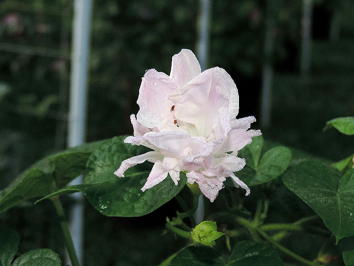 DSCN1431
