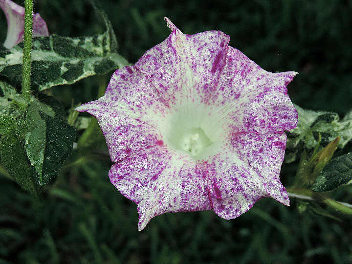 DSCN1443