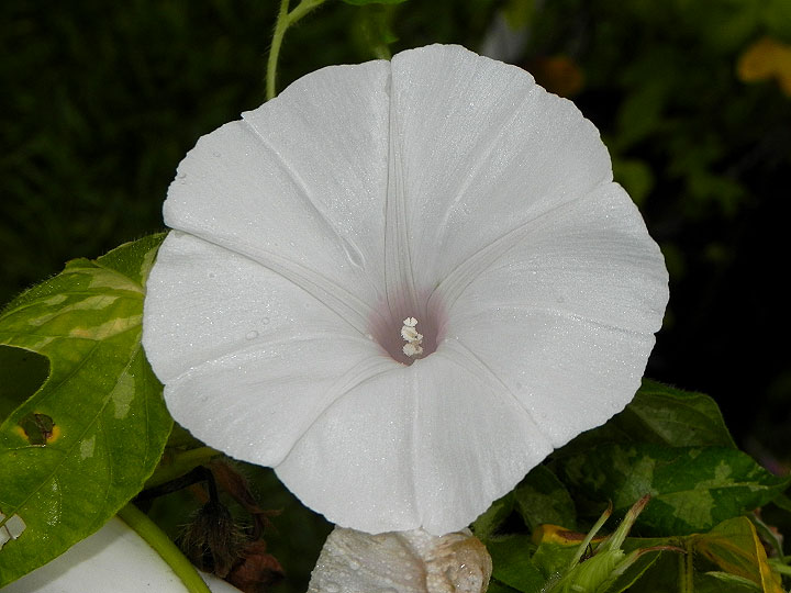 DSCN1466