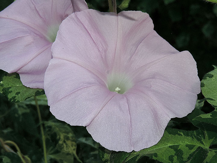 DSCN1474