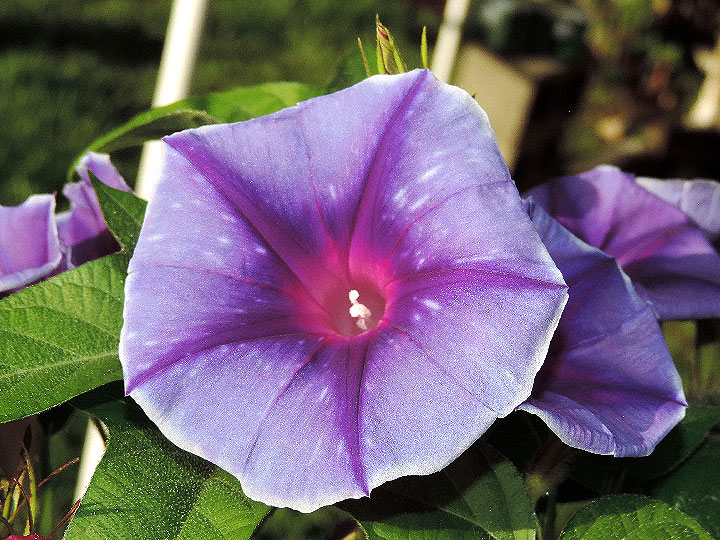 DSCN1508