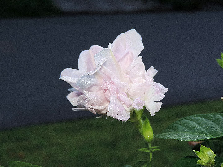 DSCN1529