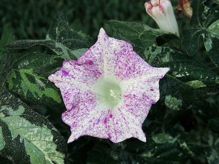 DSCN1542