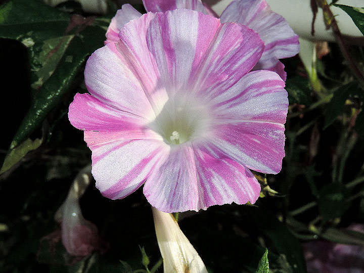 DSCN1586