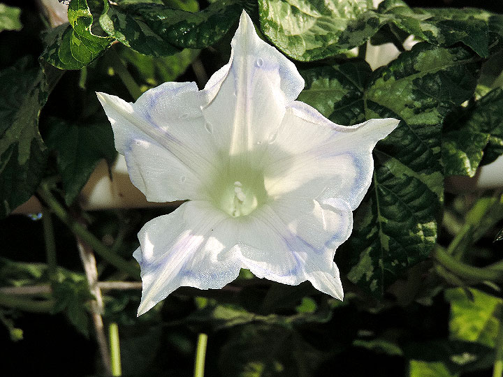 DSCN1596