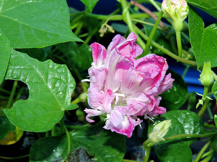 DSCN1616