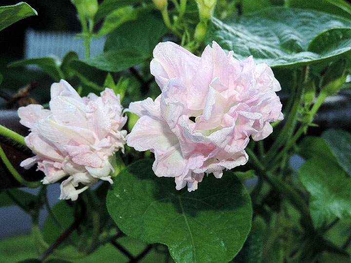 DSCN1622