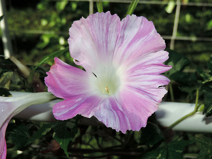 DSCN1677