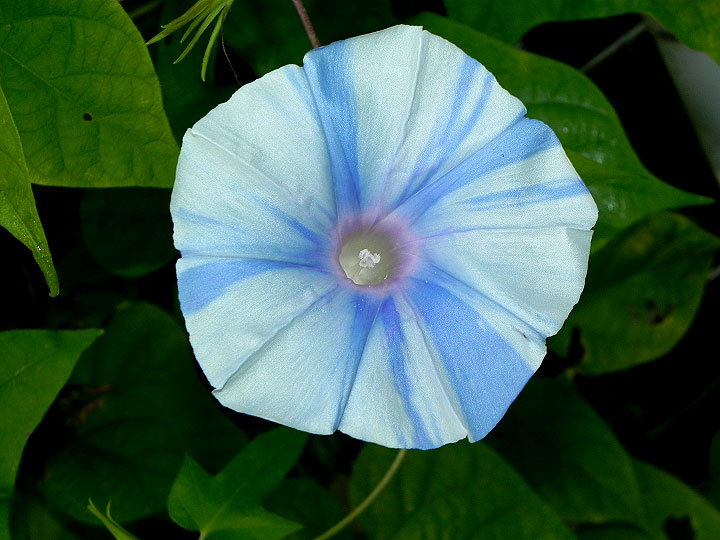 DSCN1684
