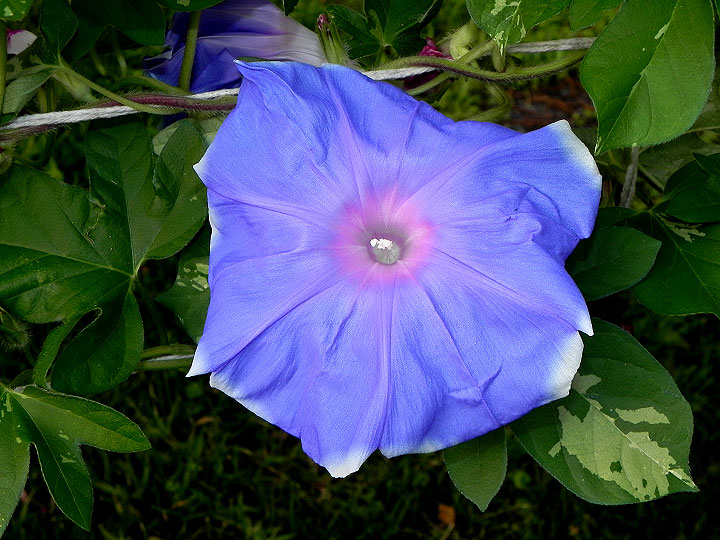 DSCN1734