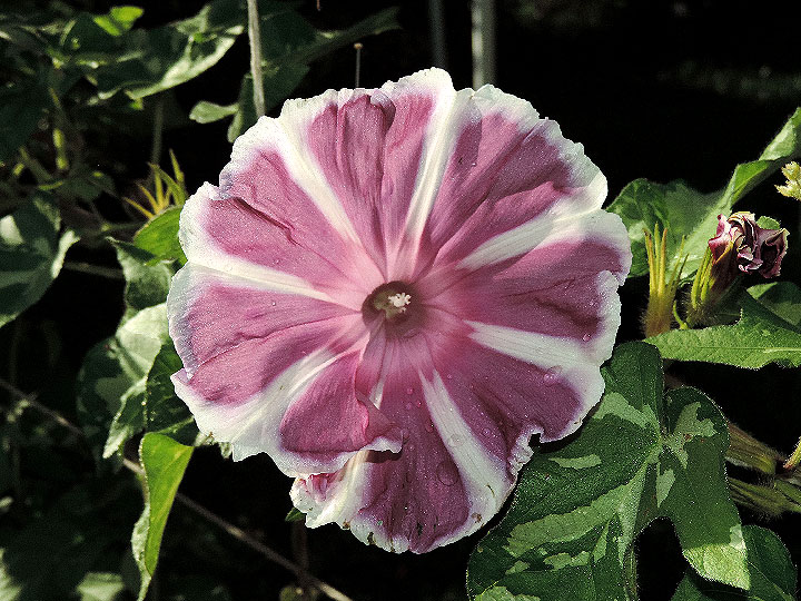 DSCN1880