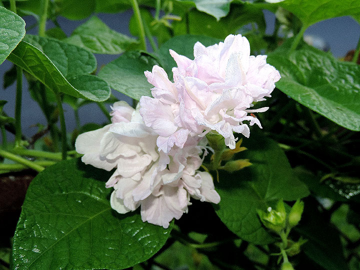 DSCN1893