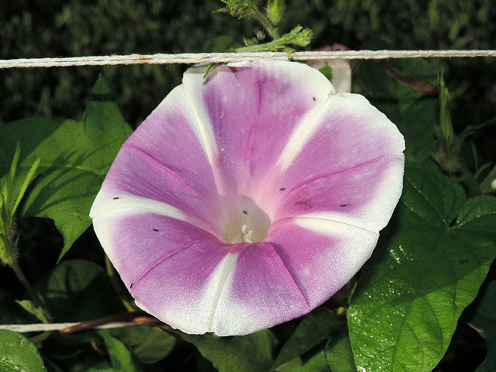 DSCN1921