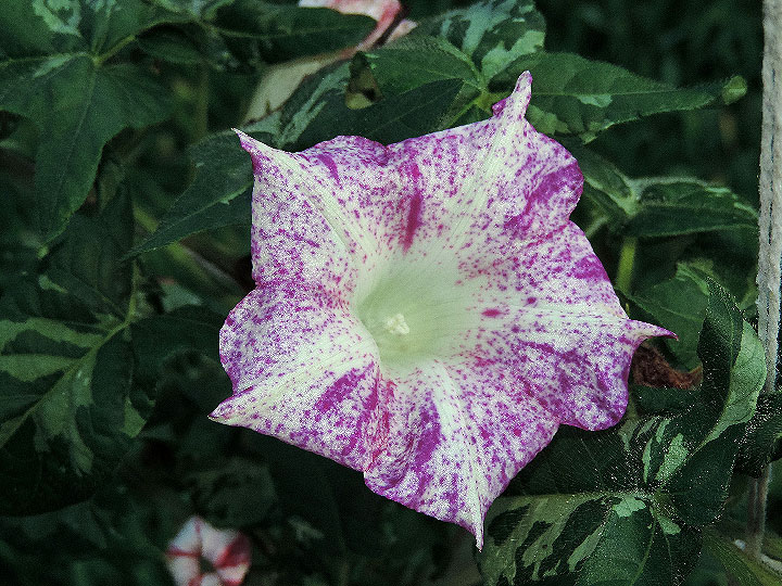DSCN1990