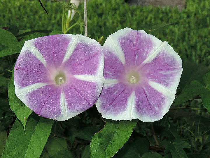 DSCN2111