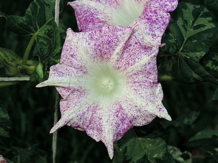 DSCN2192