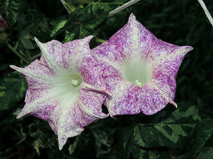 DSCN2193