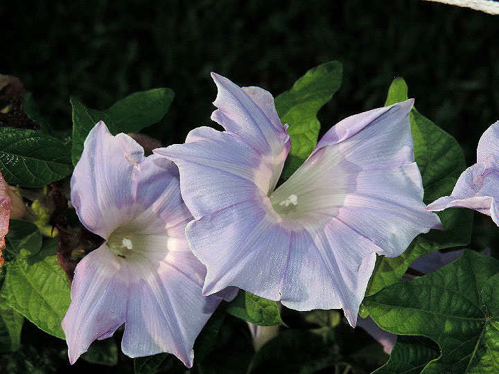 DSCN2197