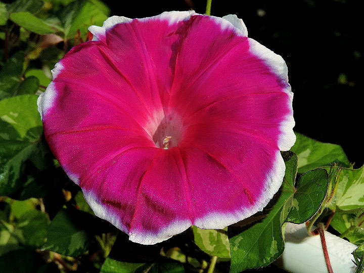 DSCN2248