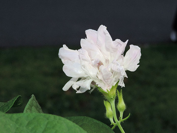 DSCN2281