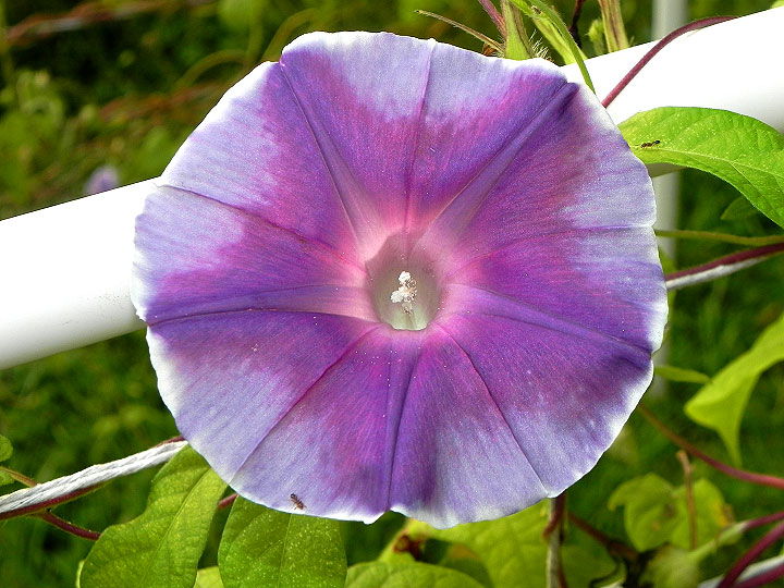 DSCN2385