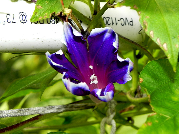 DSCN2394