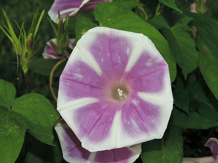 DSCN2452