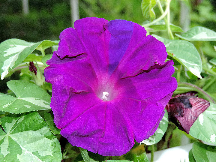DSCN2462