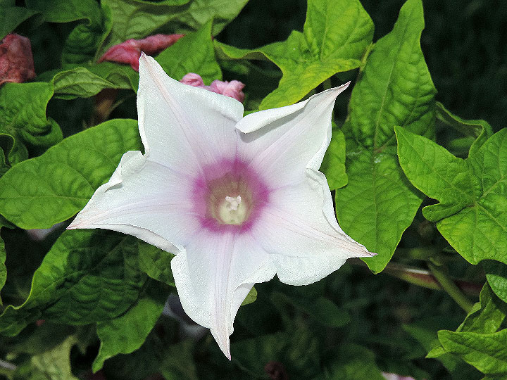 DSCN2544