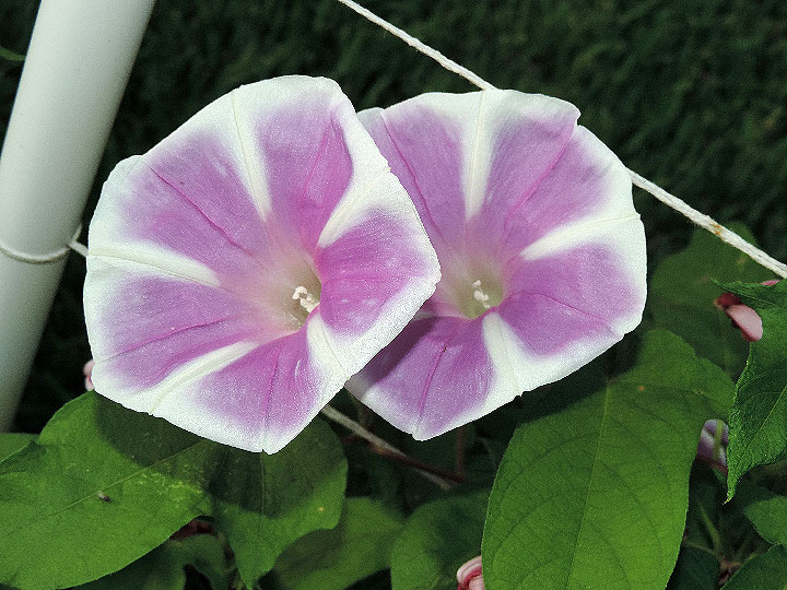 DSCN2576