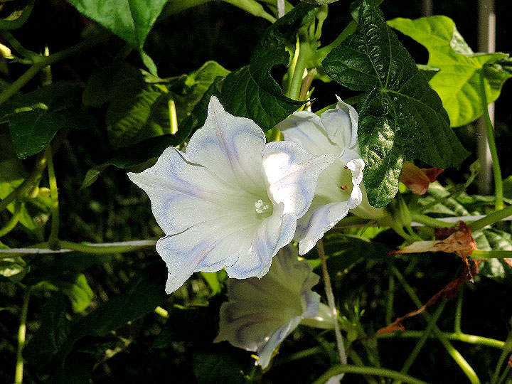 DSCN2619