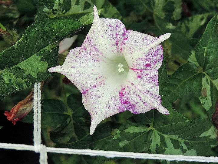 DSCN2687