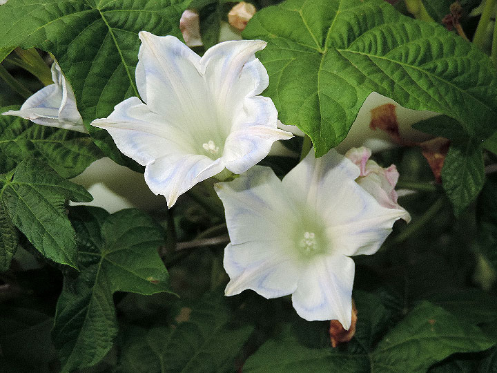 DSCN2745