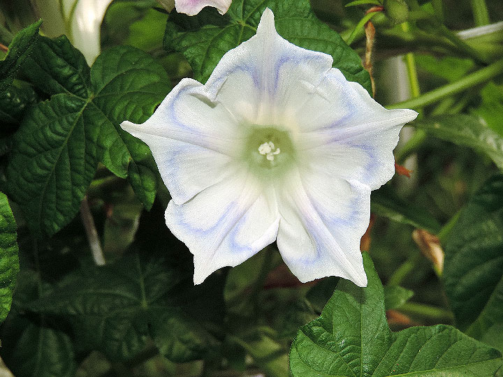 DSCN2746