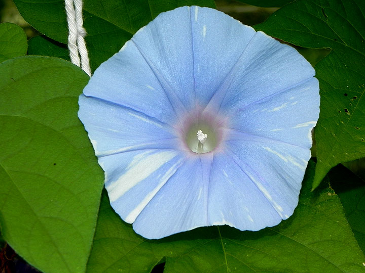 DSCN2771