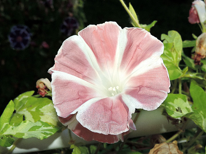 DSCN2798